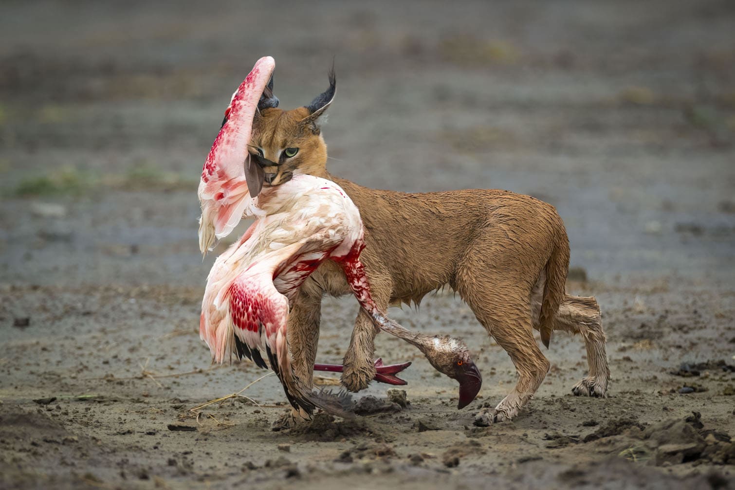 Wildlife Photographer of the Year