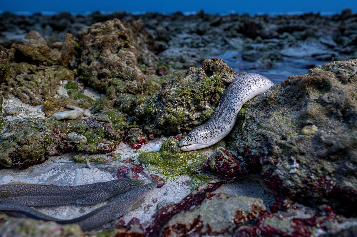 Wildlife Photographer of the Year