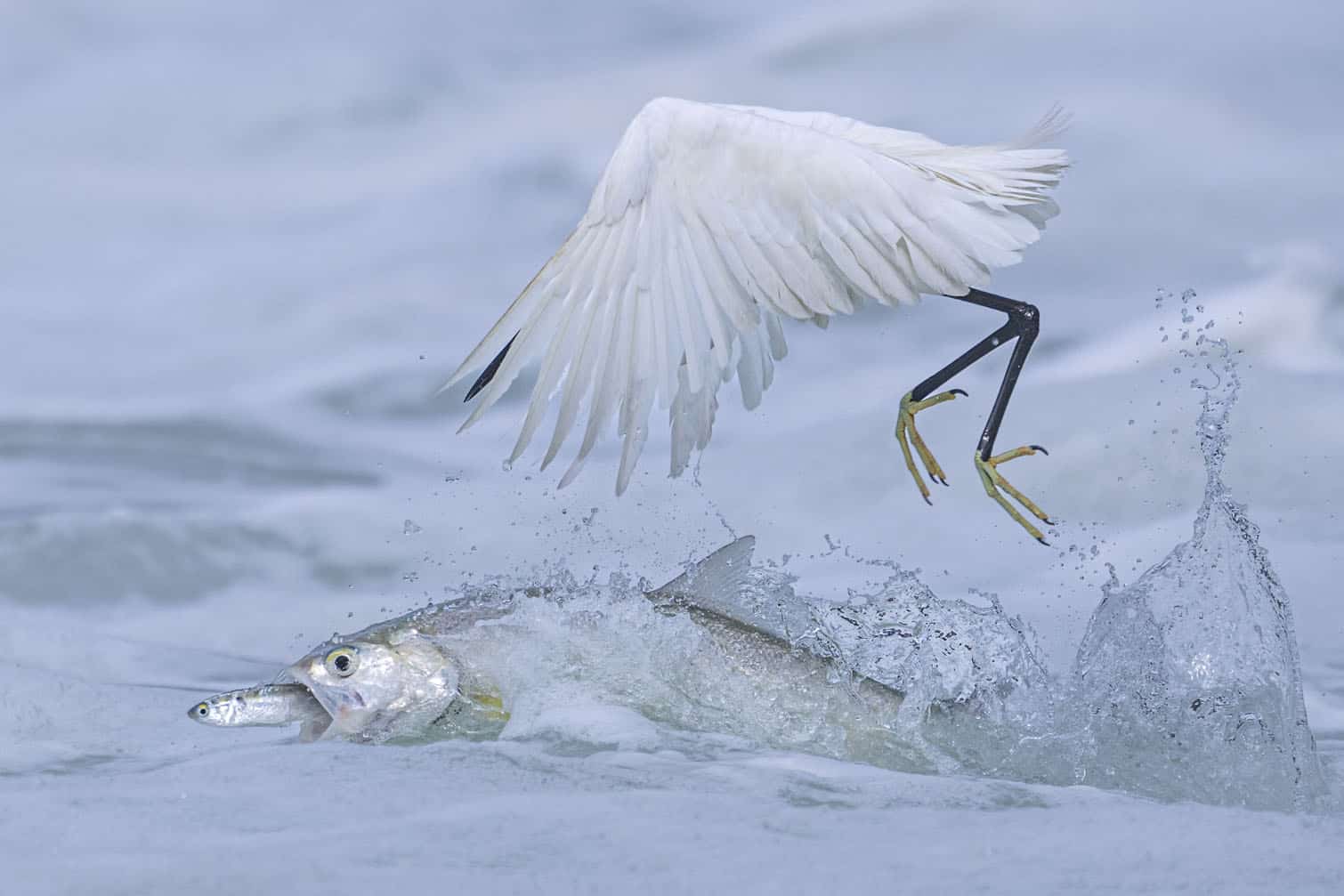 Wildlife Photographer of the Year