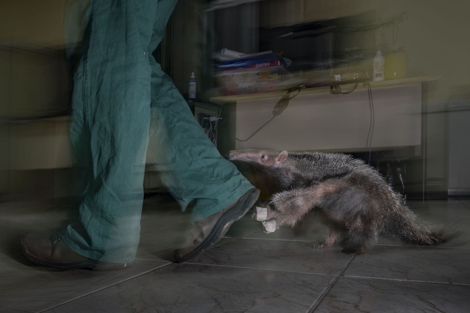 Wildlife Photographer of the Year