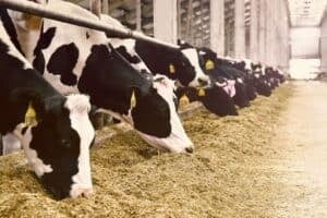 The Jaundiced Eye WSM on Steenhuisen's prospects against foot and moth disease.