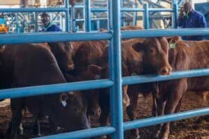 Nationwide foot-and-mouth disease vaccination drive planned