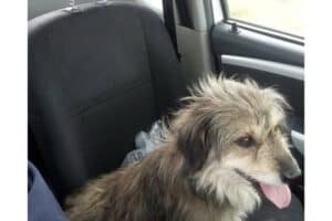 This 'ride-or-die' doggie and his owner was separated after an accident. Picture: Supplied