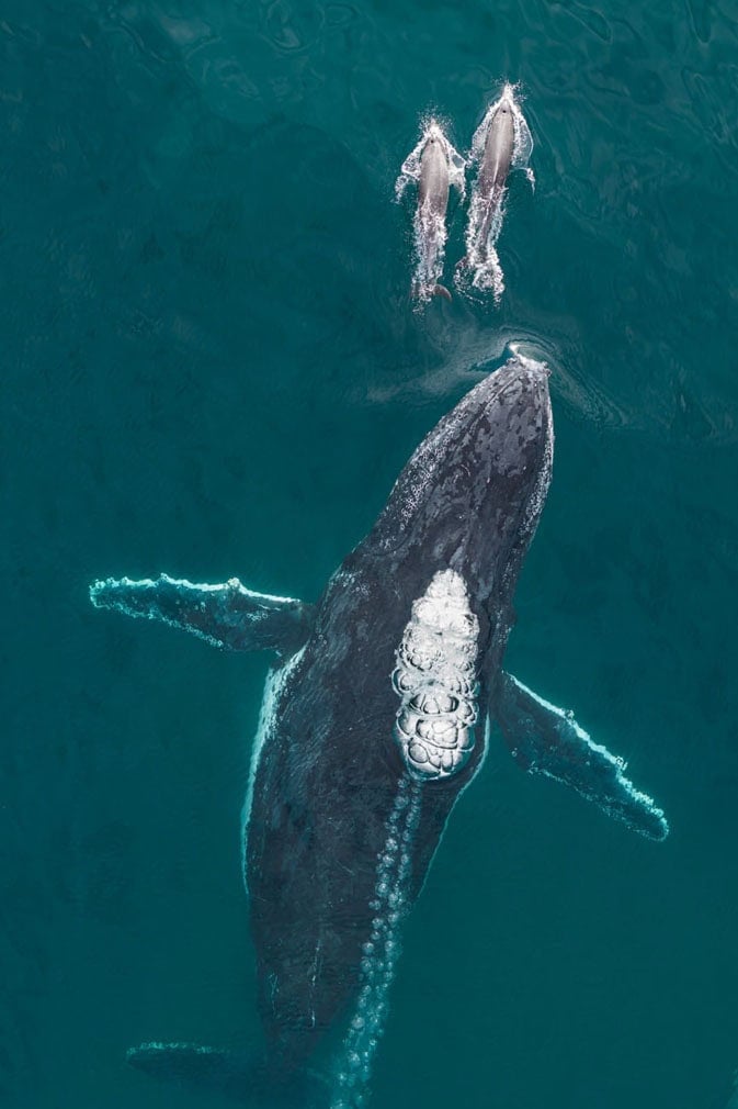 Siena Drone Photo Awards