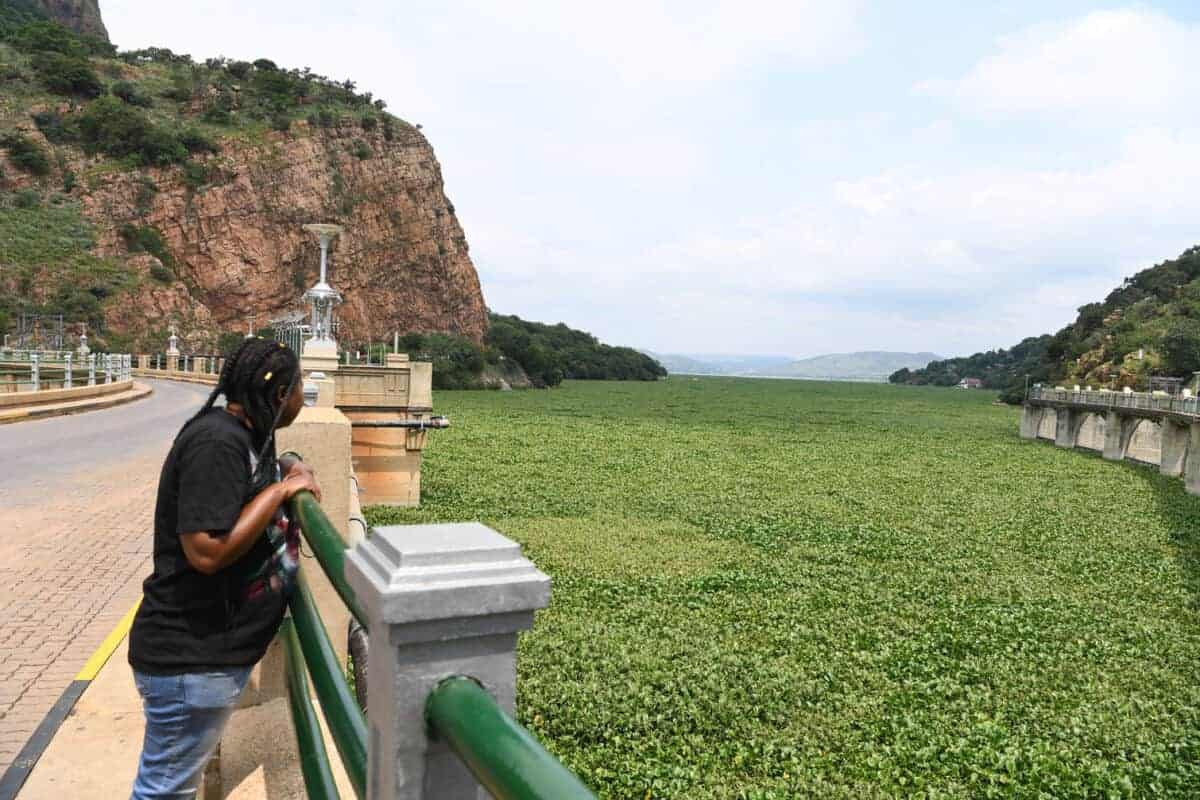 Hyacinth-choked Hartbeespoort Dam sees unexplained fish kill