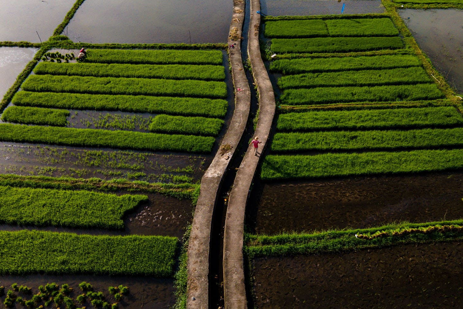 A farmer walks along an irrigation channel
