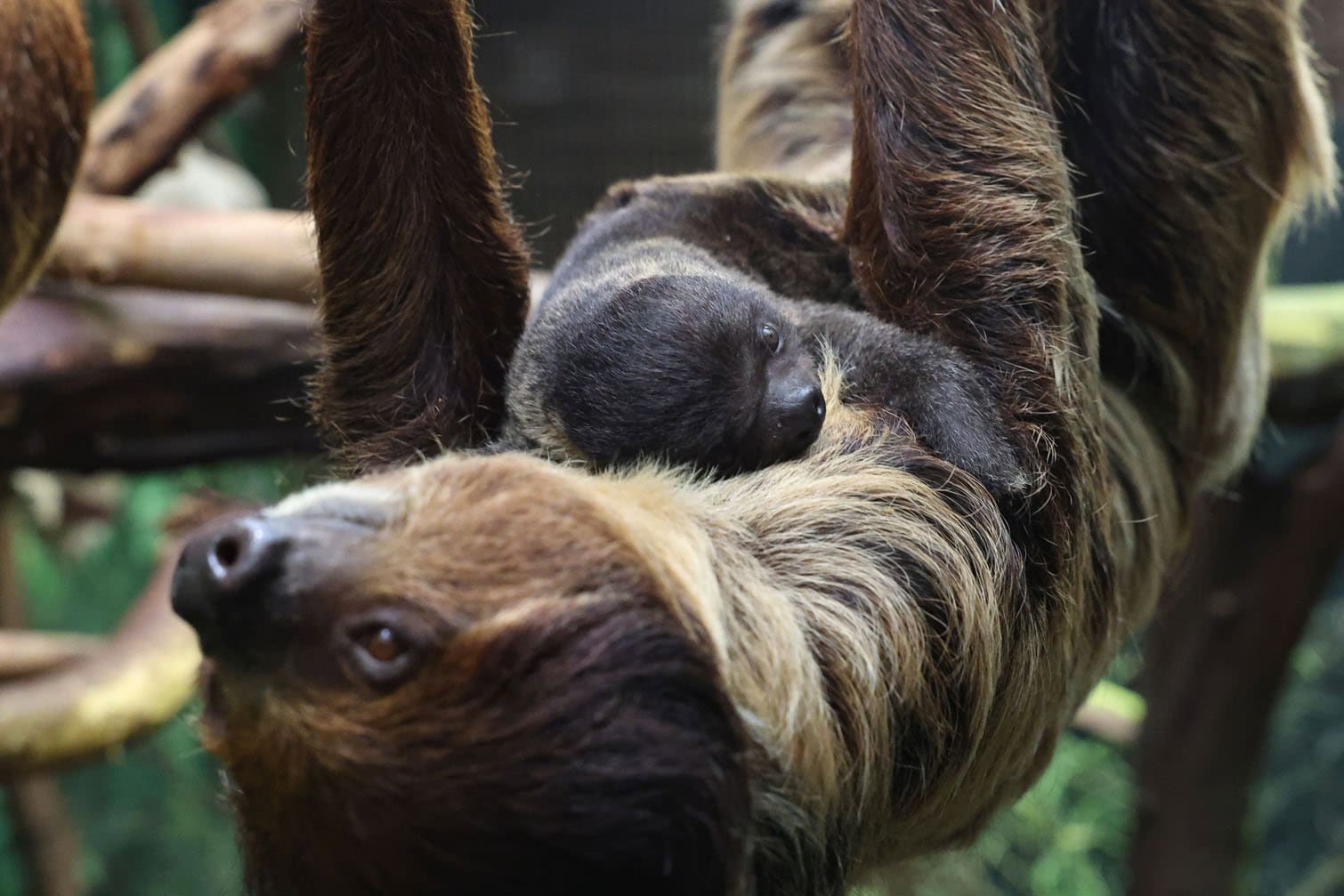 Newborn Two-toed Sloth (Choloepus didactylus) at the Lodz Zoo