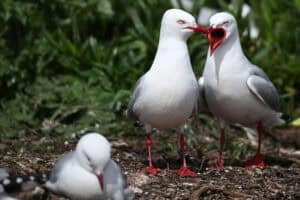 Red-billed gulls