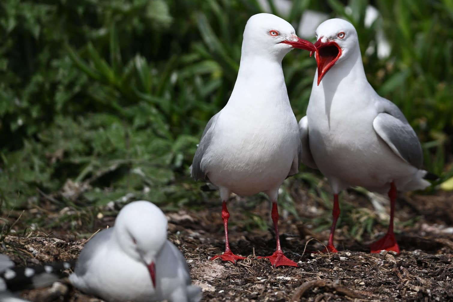 Red-billed gulls