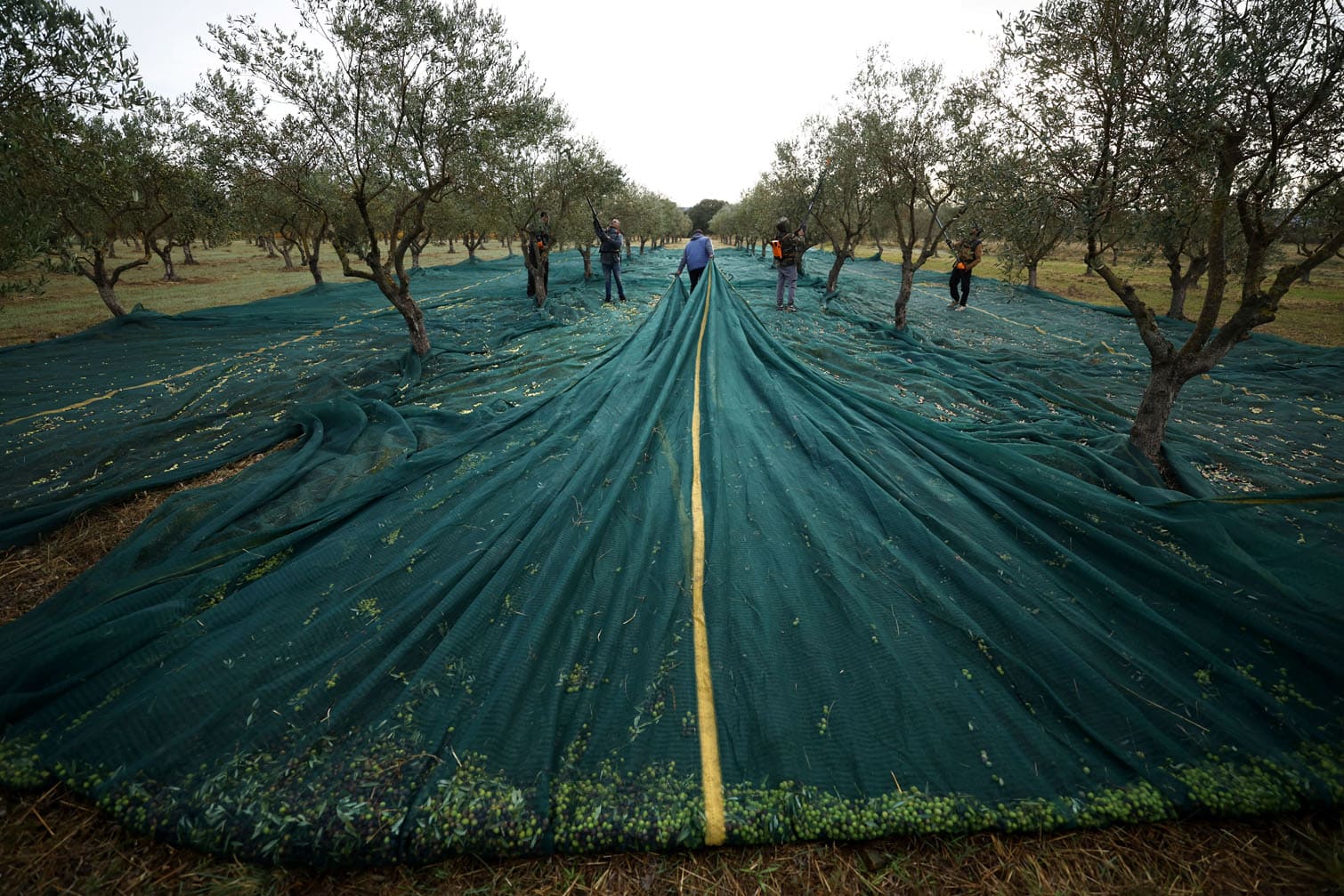 Olive harvest and oil production in Southern France