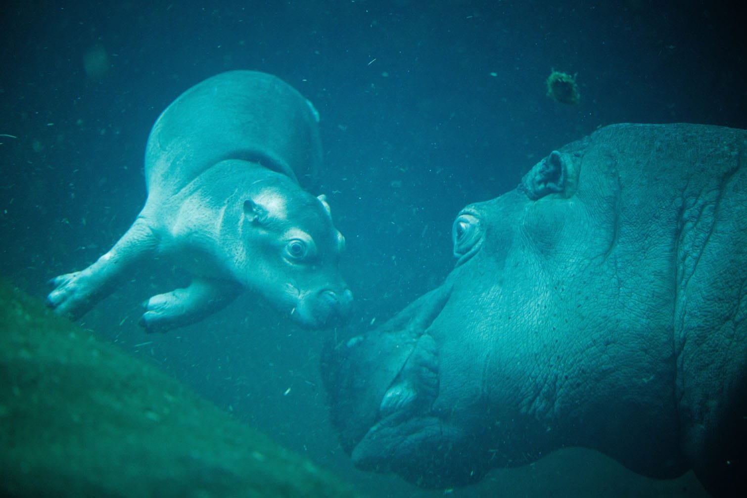 Newborn pygmy hippopotamus makes her first dive at Berlin Zoo