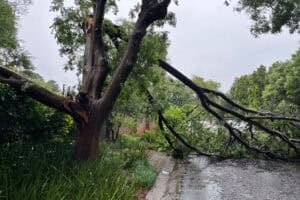 A broken tree branch lies across a road in Weltevreden Park