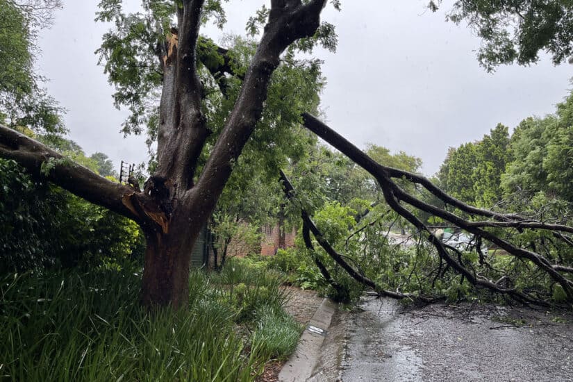 A broken tree branch lies across a road in Weltevreden Park