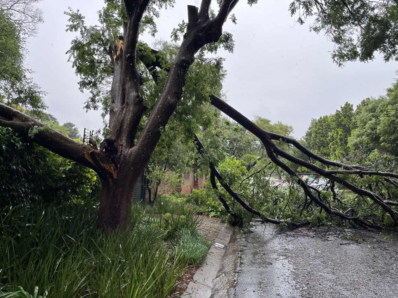 A broken tree branch lies across a road in Weltevreden Park