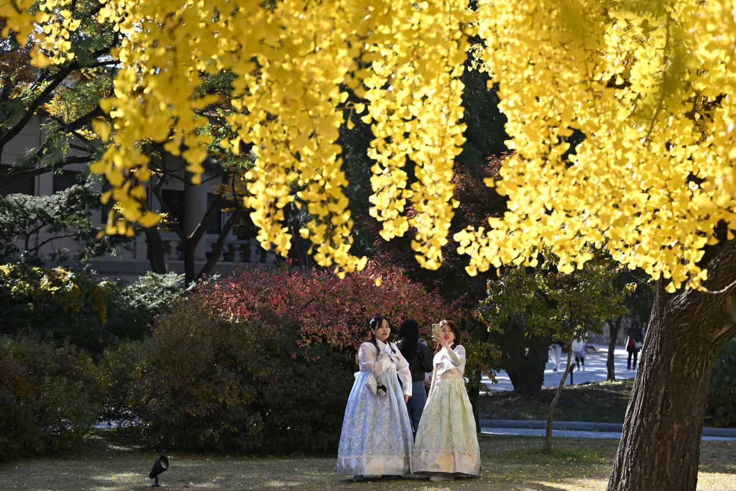 Visitors take pictures beneath the yellow leaves of the autumn trees