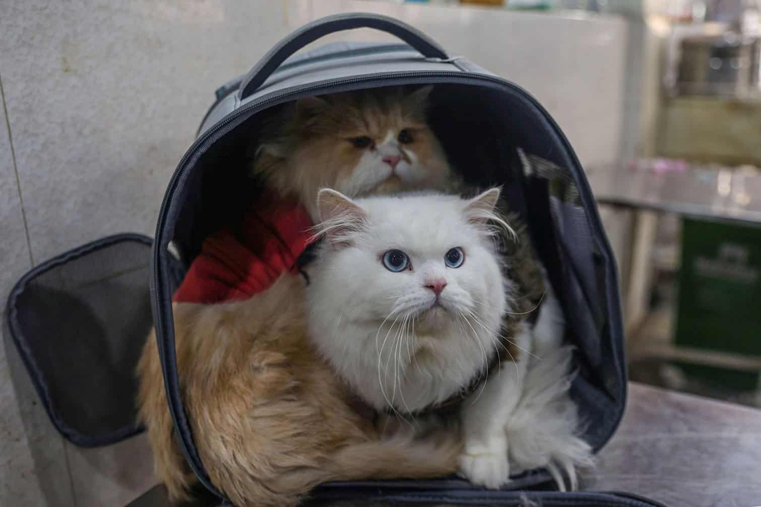 Pet ownership rises in Kashmir with more Persian cats
