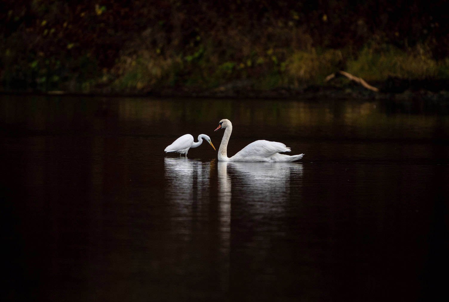 Mute swans living on the San River in Poland