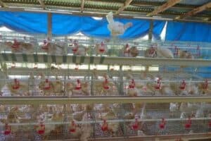 Abandoned chickens Mbombela