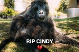 Human brother heartbroken by passing of beloved Cindy the baboon [VIDEO]
