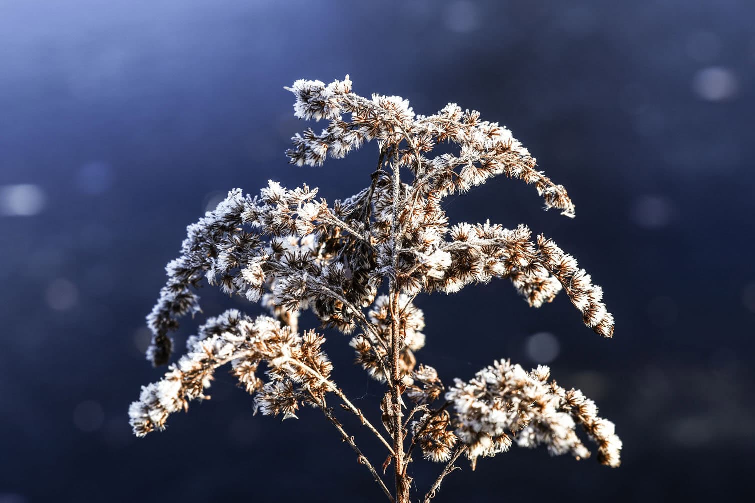 Frosty weather in Berlin