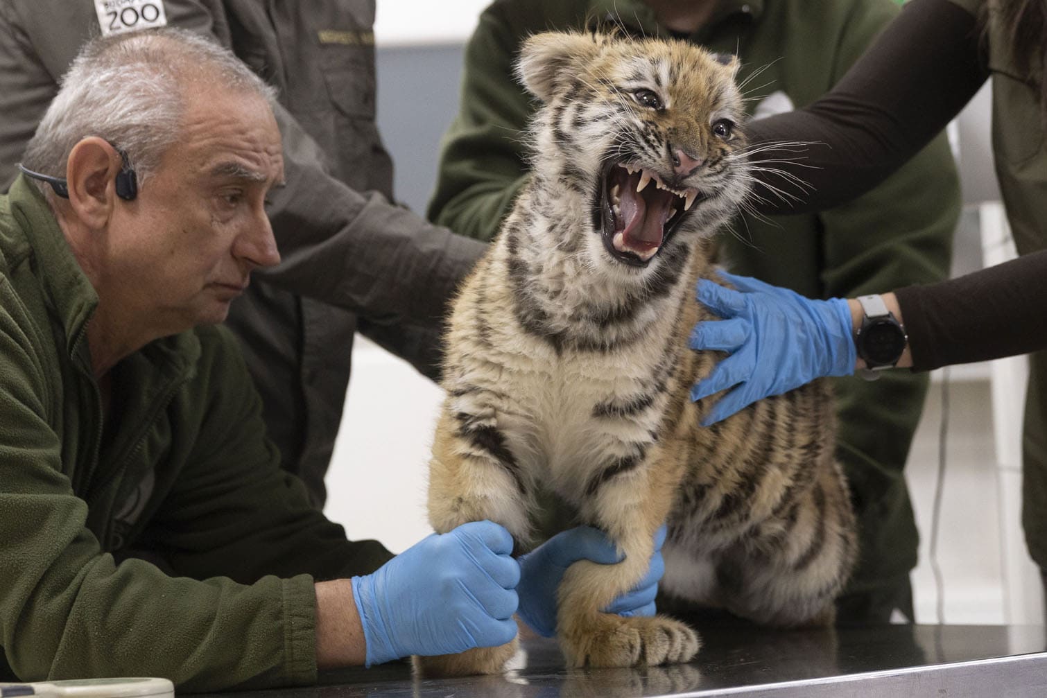 Budapest's tiger cubs receive fist vaccinations