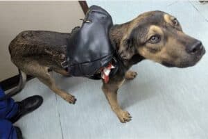 Gucci found with the bag strapped to his back.