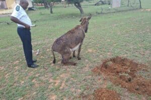 Horrific donkey attack reported near KwaMhlanga.