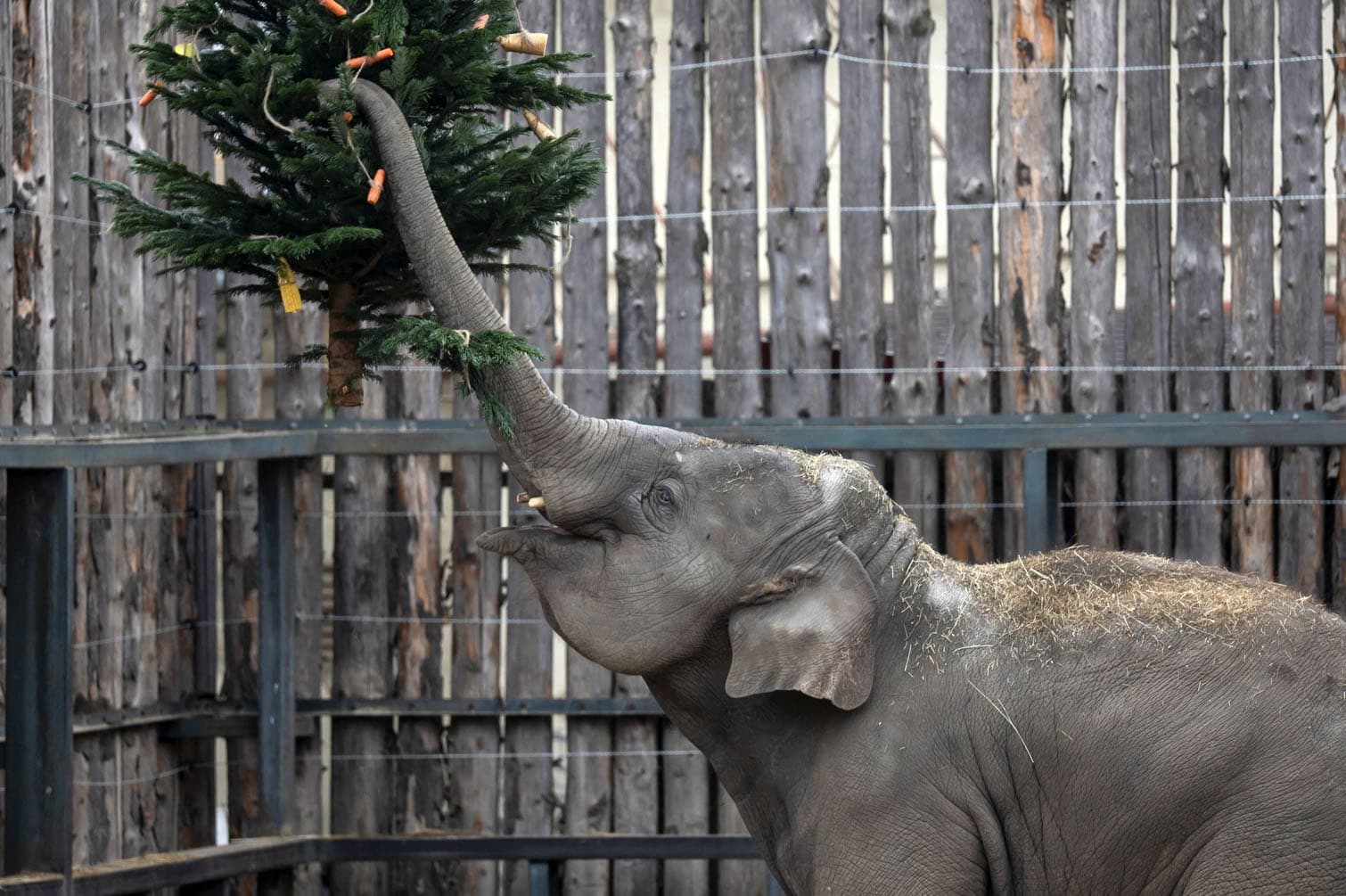 A special Christmas feeding for animals at the Budapest Zoo