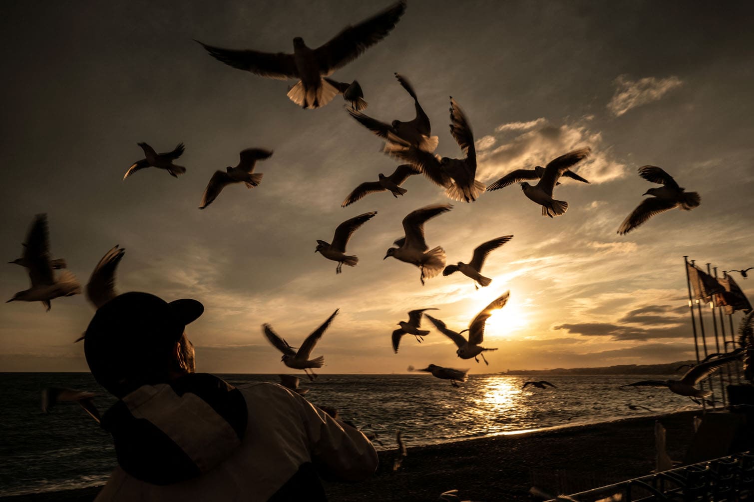 A man looks at seagulls flying