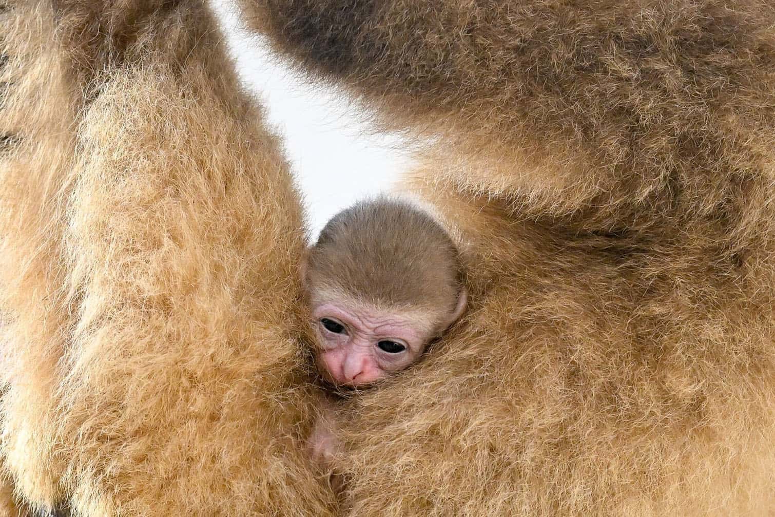 Christmas feeding at the Debrecen Zoo in Hungary