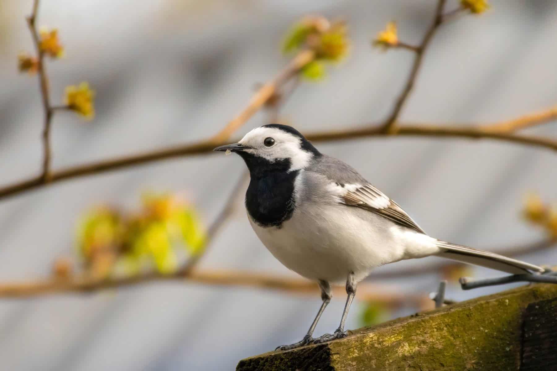 Life under wagtail authority