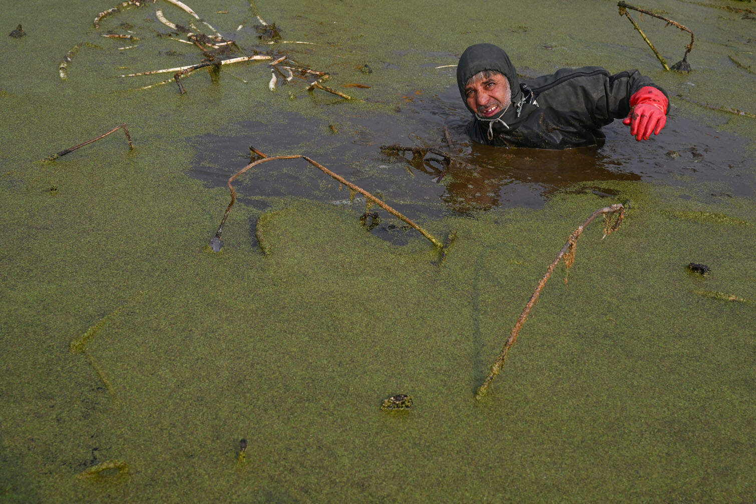A Kashmiri farmer plucks lotus stems