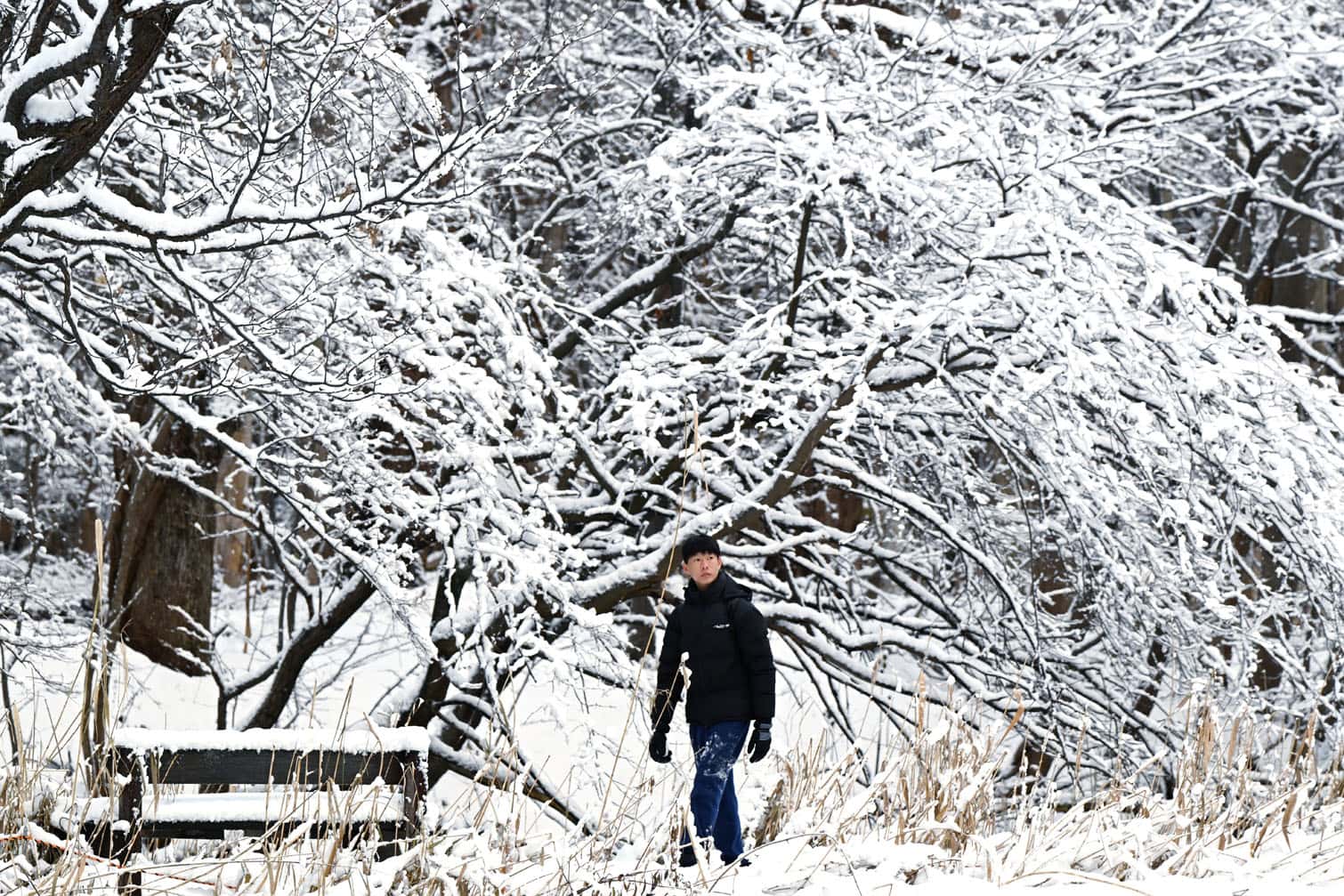 A man walks in the grounds of Hokkaido University after an overnight snowfall
