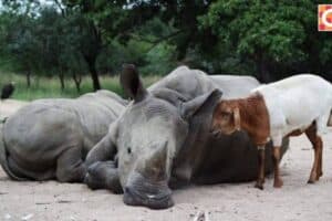 Lammie with Gertjie at HESC. Photos: Herd website