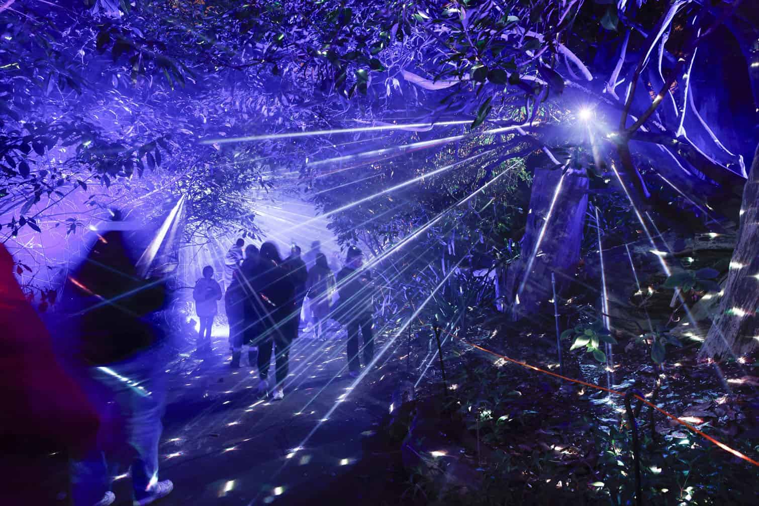 Lightscape after dark at the San Francisco Botanical Garden