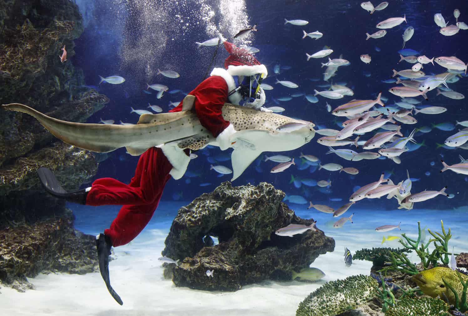 Santa diver takes part in a Christmas special performance at Tokyo aquarium