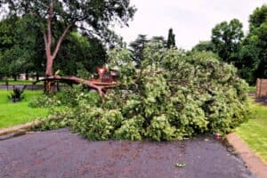 The tree in Weaver street, Komati.