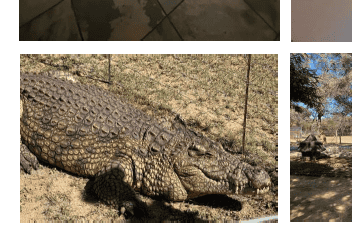 The picture of the crocodile in the brochure for the auction.