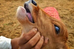 Foot and Mouth disease: Cattle vaccine plan is ‘crisis, not disease control’