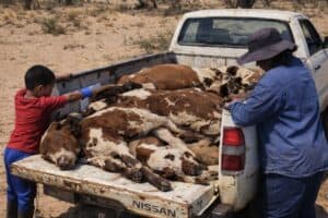 Foot and mouth disease drive price of milk up