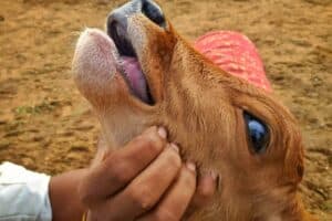 Foot and mouth national threat