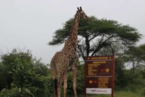 Some Kruger gates reopen as weather improves, SANParks warns visitors to obey closures floods