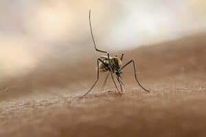 Bloodsuckers just waiting to pounce