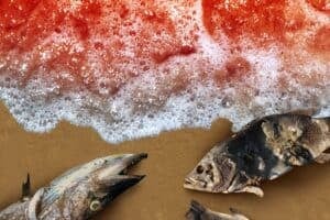 Don't eat these white mussels and other shellfish, Fisheries Department warns