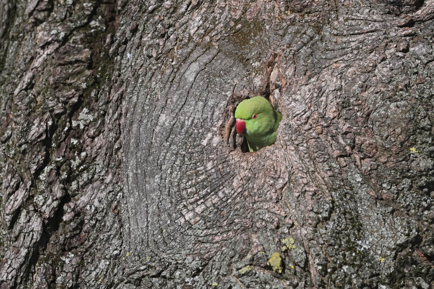 A ring-necked parakeet