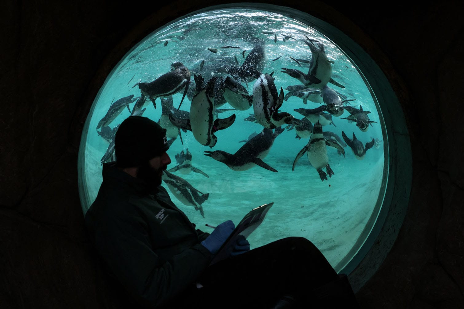 Humboldt penguins