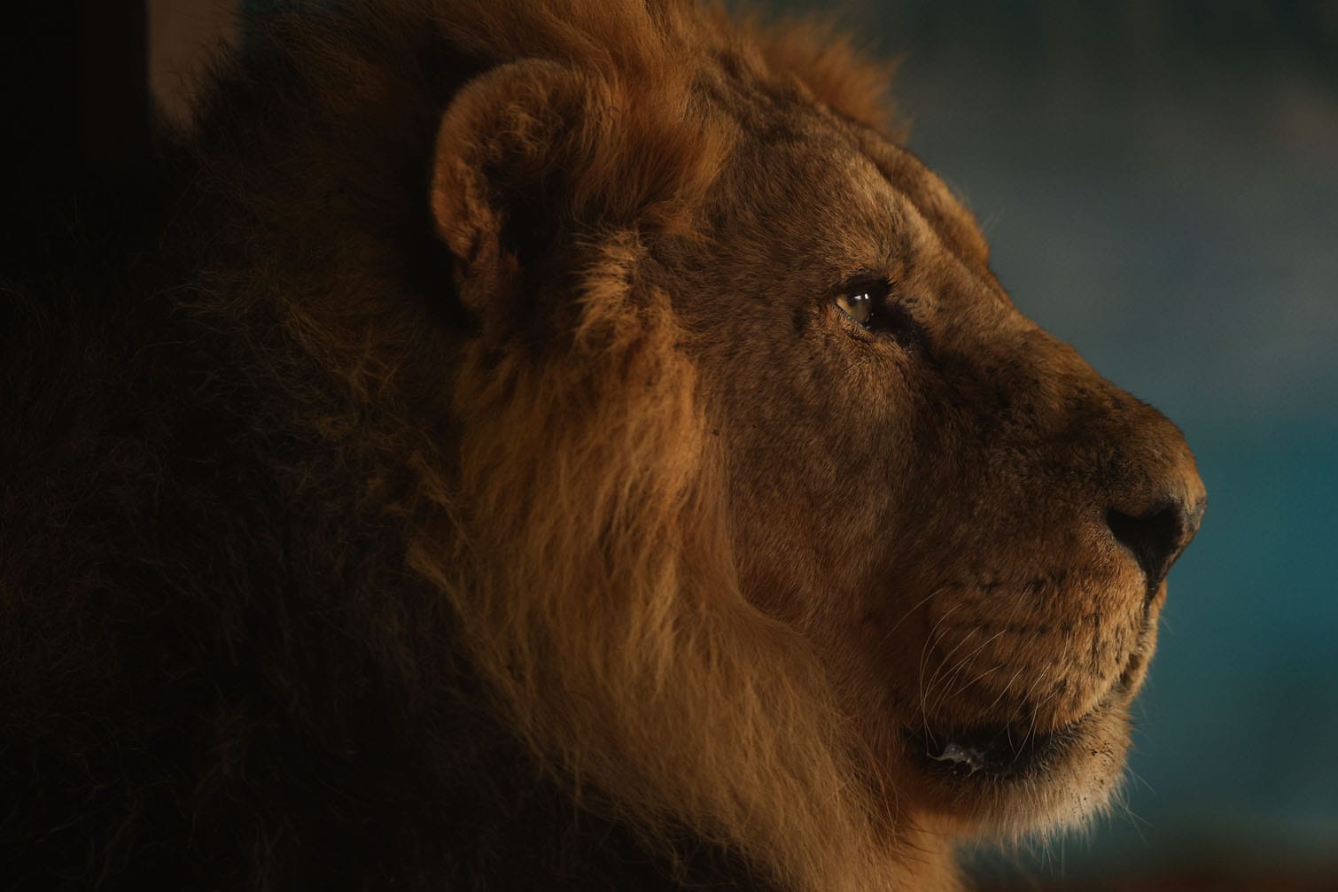 A lion is pictured during a photocall for the annual stocktake at ZSL London Zoo
