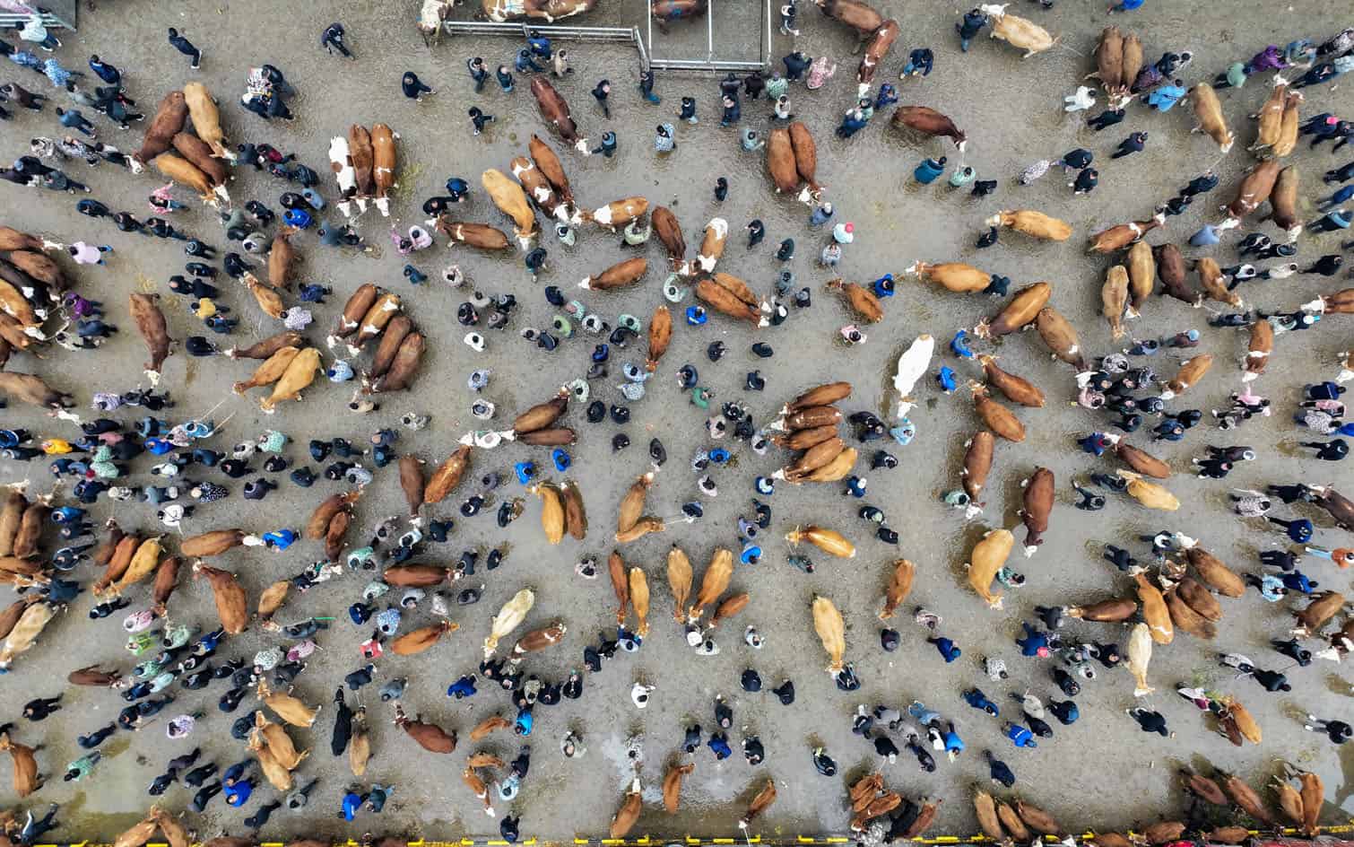 Traders and cattle are seen at a livestock market