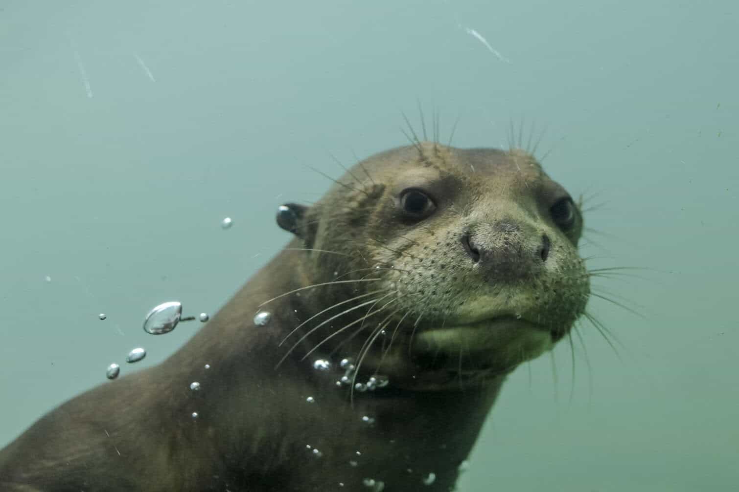 A 4-month-old giant otter