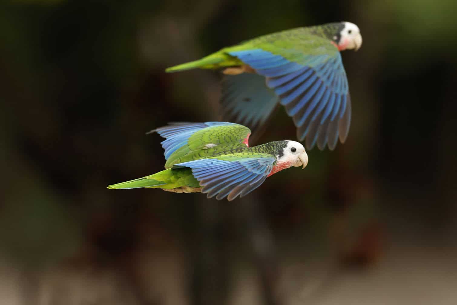 The Bahamas Great Abaco Classic At The Abaco Club 2026